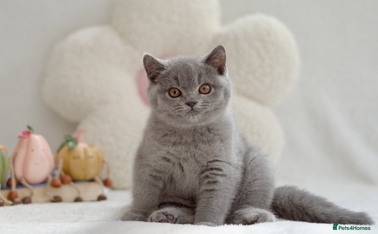 British Shorthair cats - Advert 15