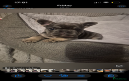 French Bulldog dogs for sale: Beautiful French bulldogs 🐶   - Image 22