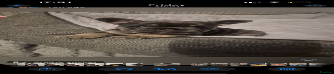 French Bulldog Puppy 1