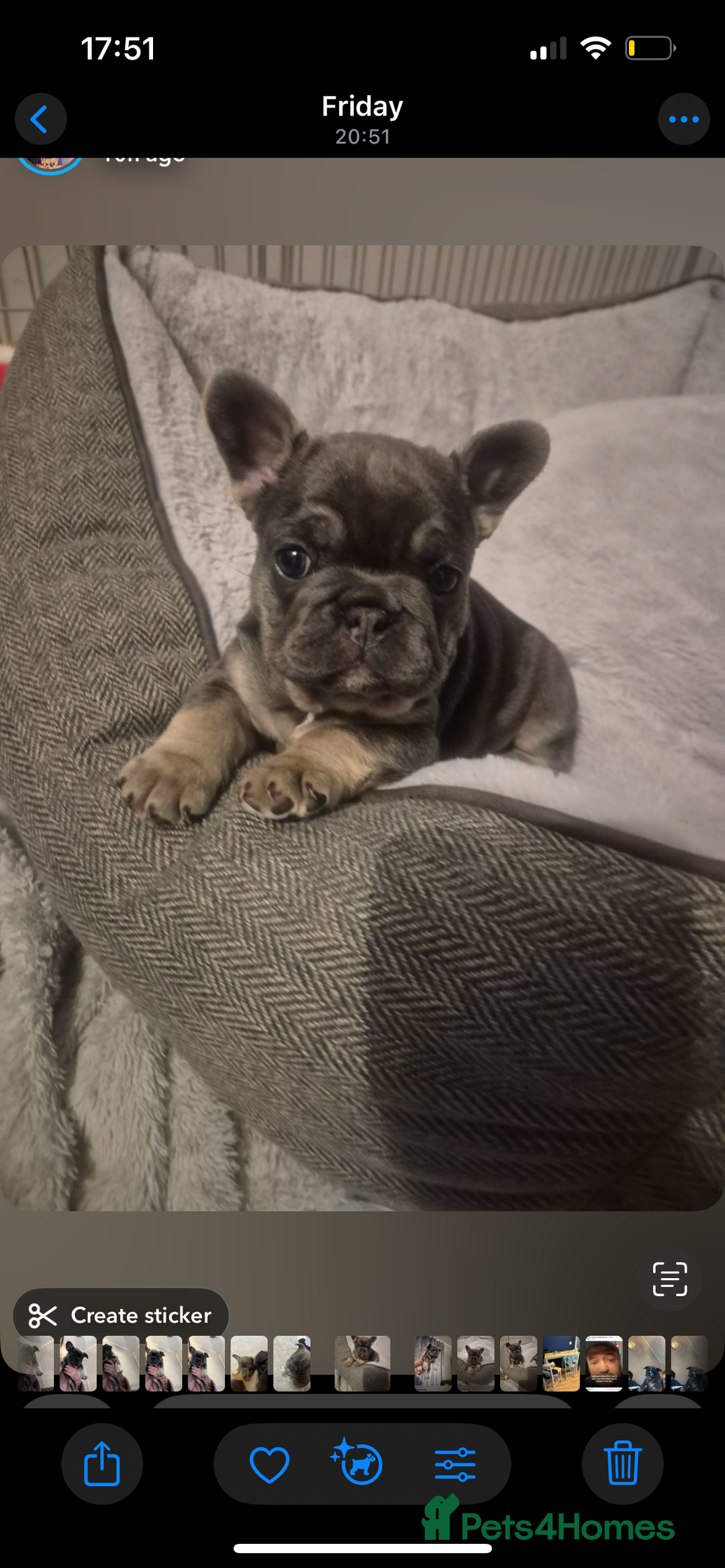 French Bulldog dogs for sale: Beautiful French bulldogs 🐶   - Image 22