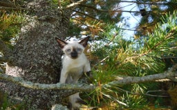 Siamese cats for sale: Siamese Kittens - Image 7
