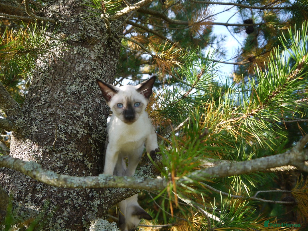 Siamese cats for sale: Siamese Kittens - Image 7