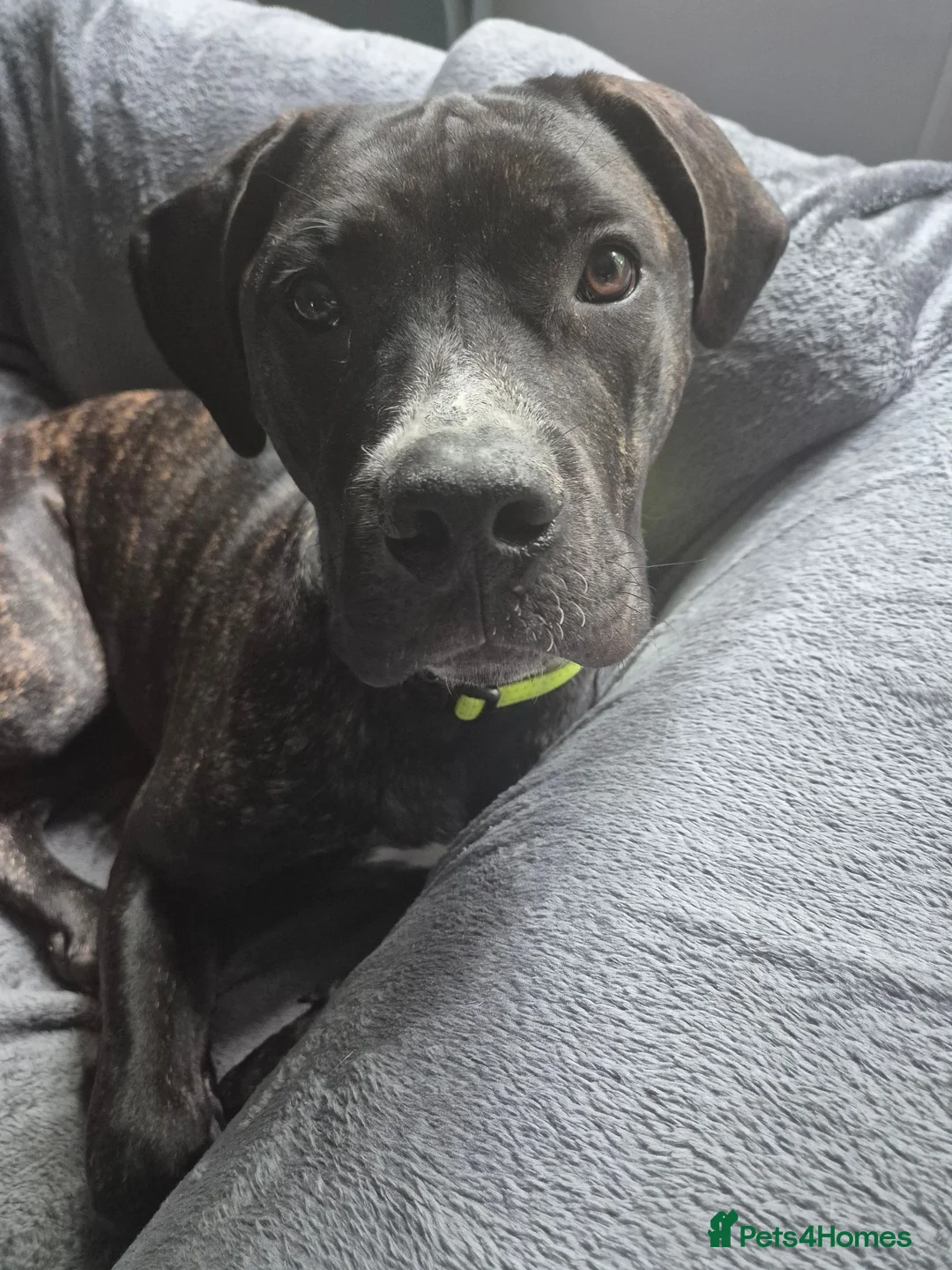 Mixed Breed dogs for sale: Cane corso x American bully  in Chesham - Advert 2