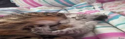 Bengal cats for sale: Snow Leopard Bengal Kitten - Advert 17