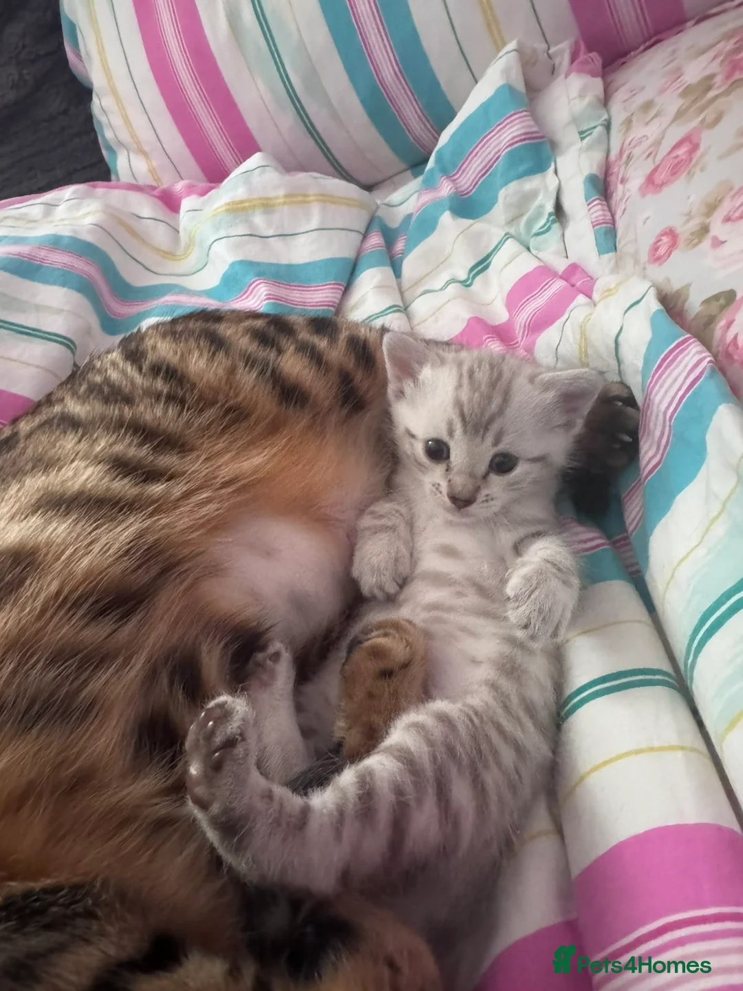 Bengal cats for sale: Snow Leopard Bengal Kitten - Advert 17