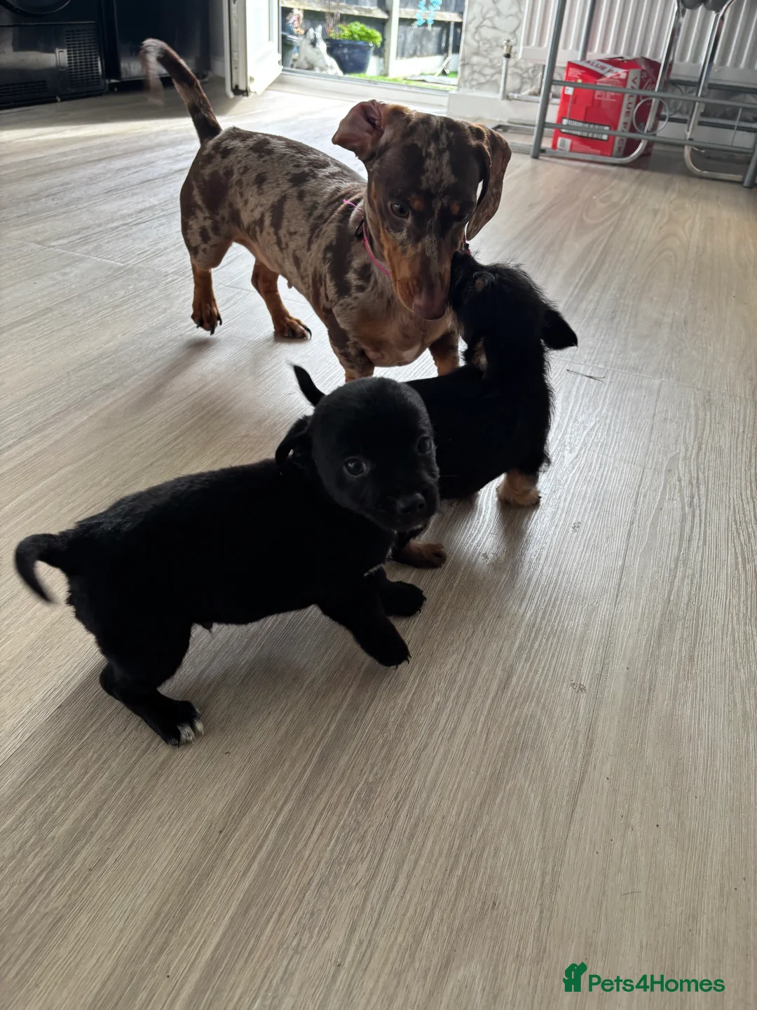 Mixed Breed dogs for sale: 3 beautiful dachshund cross Yorkshire terrier  - Advert 11