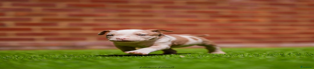 American Bully Puppy 1