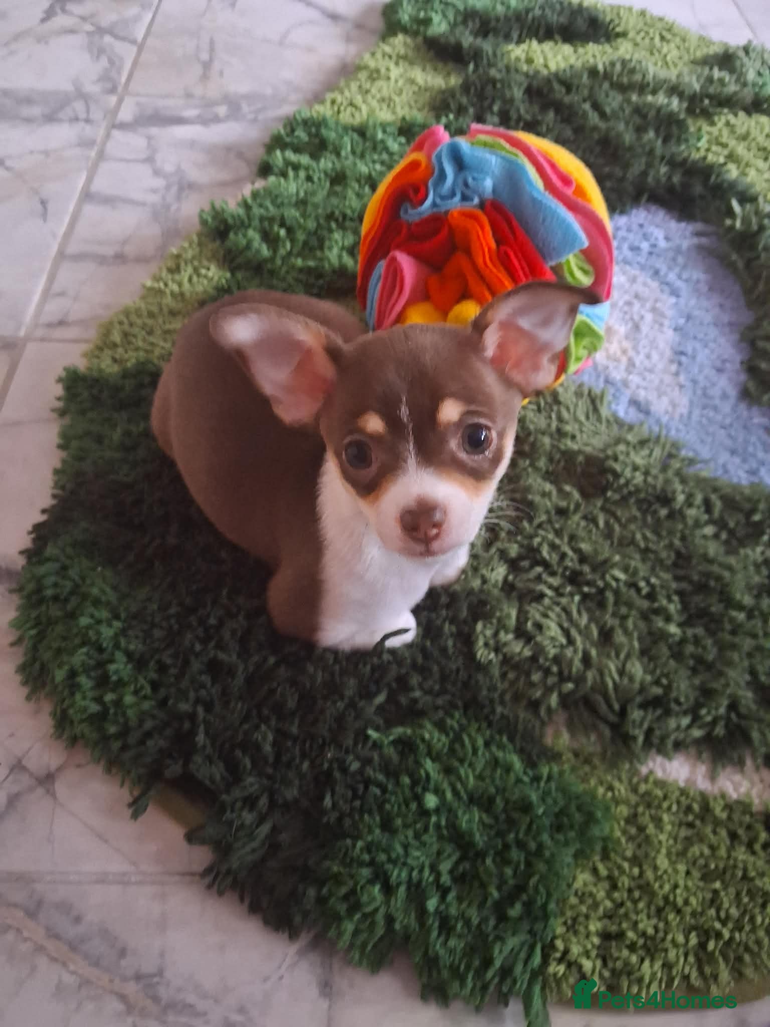 Chihuahua dogs Chiuhuhua cap short-haired - Advert 1