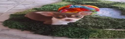 Chihuahua dogs for sale: Chiuhuhua cap short-haired - Advert 1