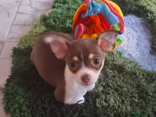 Chihuahua dogs Chiuhuhua cap short-haired - Advert 1