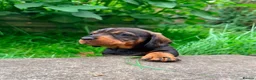 Dachshund dogs for sale: KC Registered wirehaired dachshund teckel puppies - Advert 3