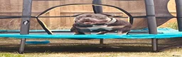 American Bulldog dogs for adoption: Jackson - Advert 5