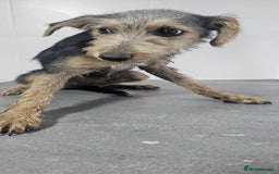 Mixed Breed dogs for adoption: Lena!  - Image 4