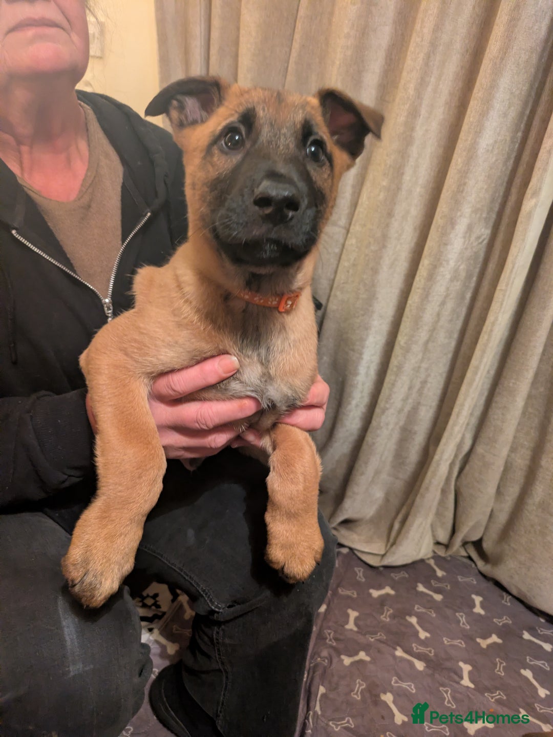 Belgian Shepherd Dog dogs for sale: Belgian Shepherd - Malinois  - Advert 12