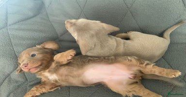 Miniature Dachshund dogs - Advert 9