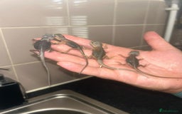 Bearded Dragon reptiles for sale: Bearded dragons  babies  - Image 13