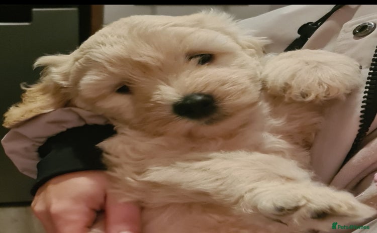 Labradoodle dogs ⭐✨ Mini Labradoodles - F1b Parents 🐾✨  - Advert 8