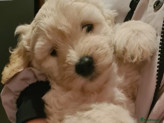 Labradoodle dogs ⭐✨ Mini Labradoodles - F1b Parents 🐾✨ - Advert 6