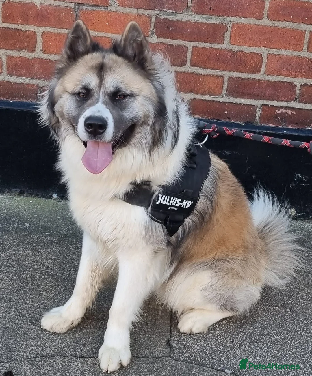 Siberian Husky dogs for sale: Husky/akita pups - Advert 1