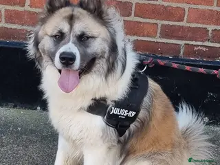 Siberian Husky dogs Husky/akita pups - Advert 10