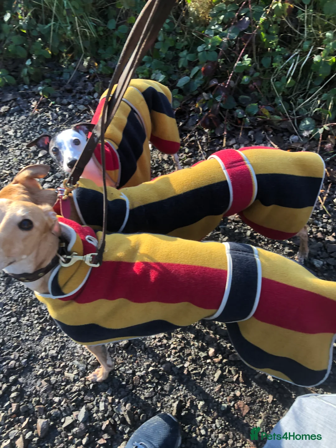 Gallery Image {{count}}