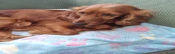 Cocker Spaniel dogs for sale: Cocker spaniel puppy's  - Advert 1