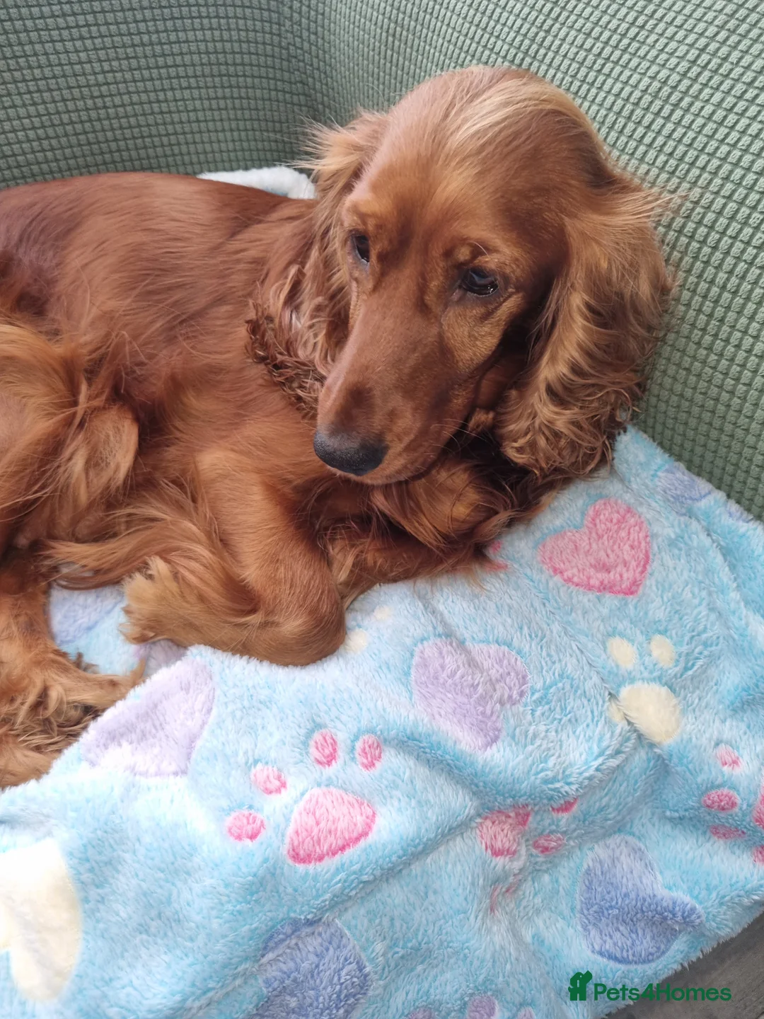 Cocker Spaniel dogs for sale: Cocker spaniel puppy's  - Advert 1