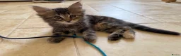Maine Coon cats for sale: Maine coon cross kittens - Advert 13