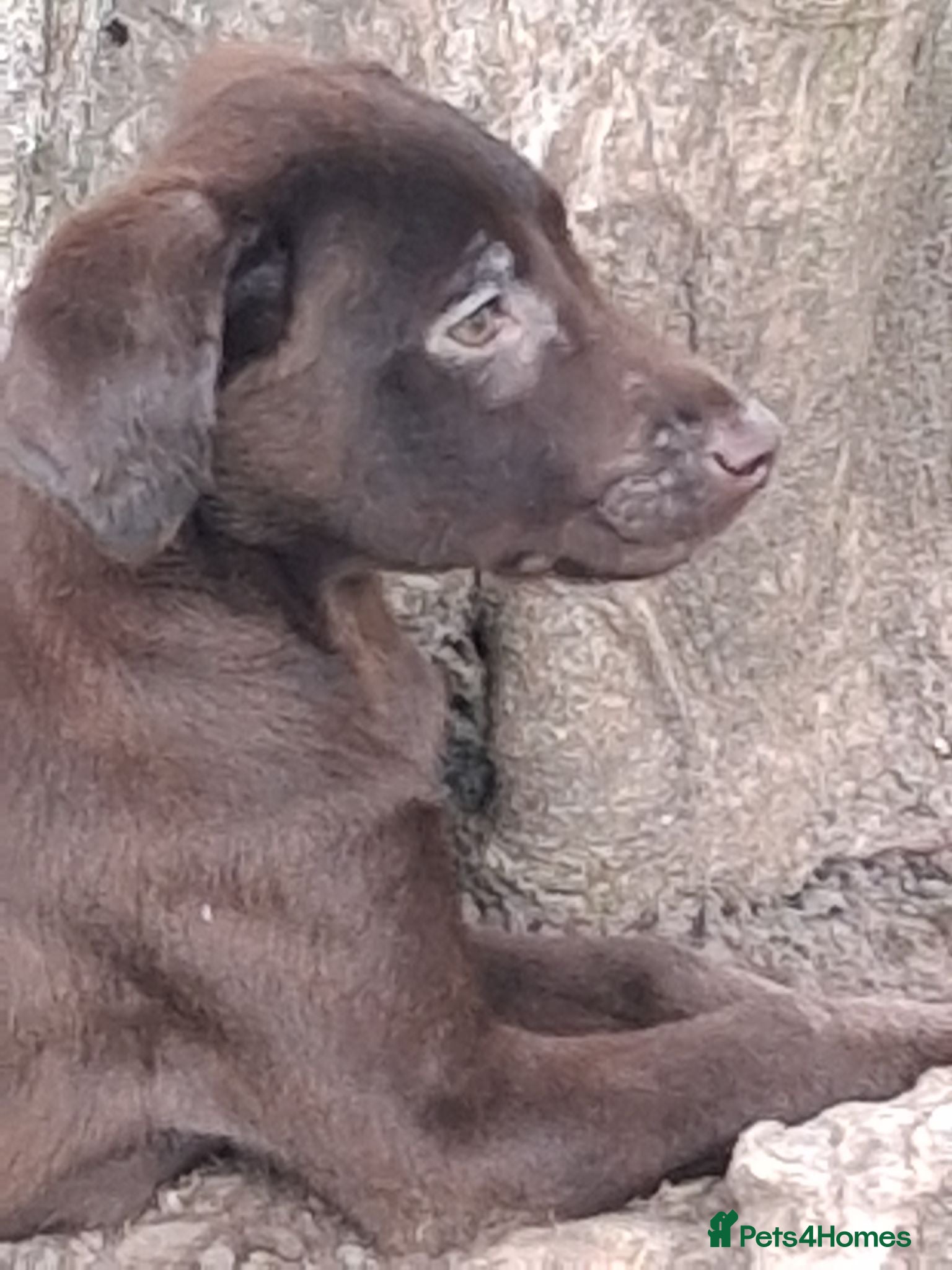 Labrador Retriever dogs Fantastic labrador pups  - Advert 2