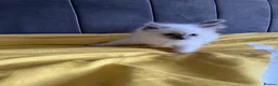 Ragdoll cats for sale: GGCF REGISTERED RAGDOLL KITTENS - Advert 3