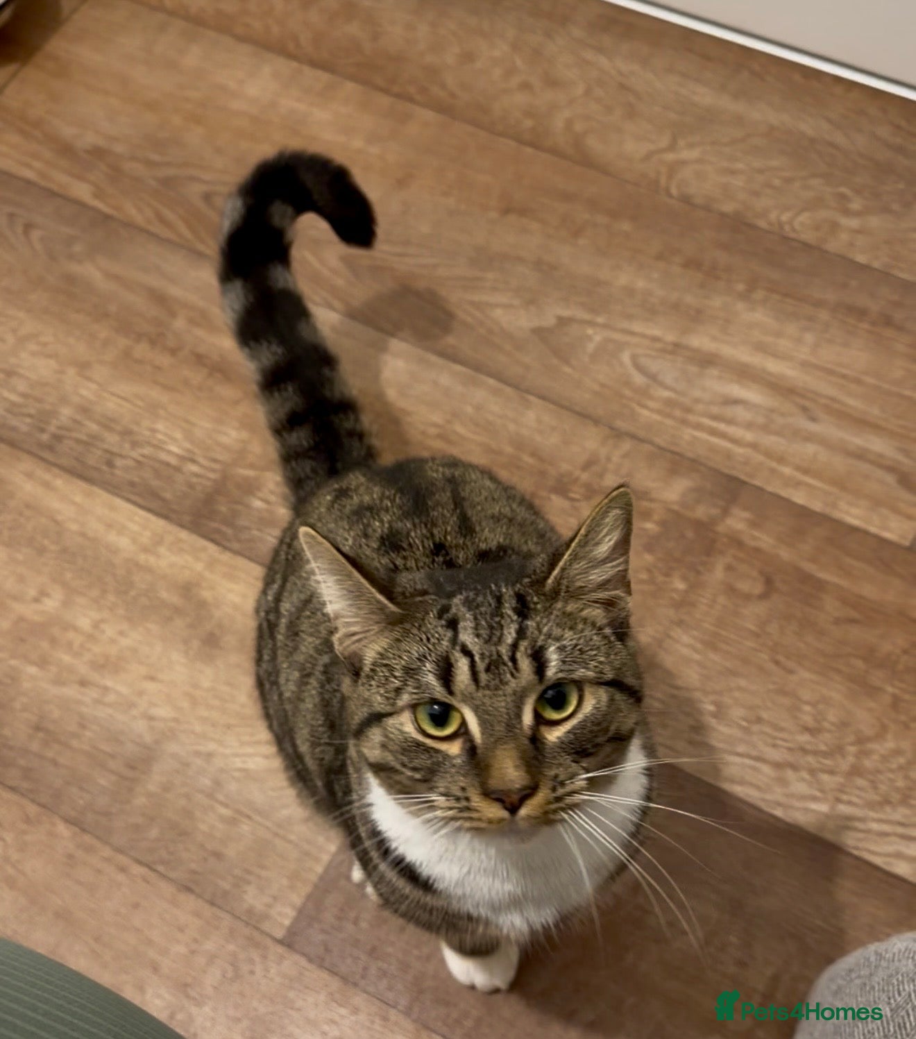 Mixed Breed cats 1 year old male cat - Advert 2