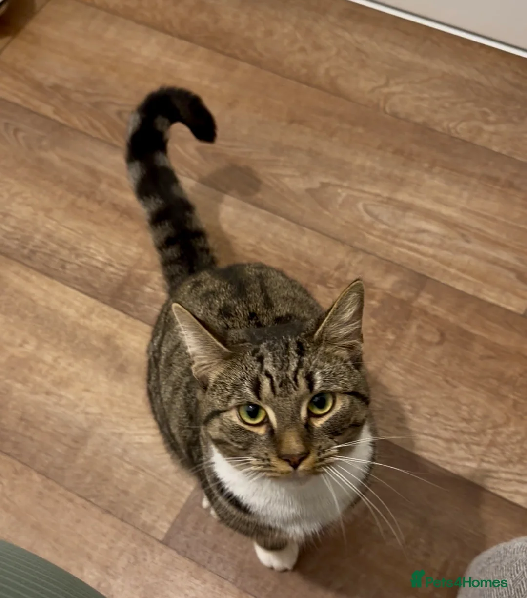 Mixed Breed cats for sale: 1 year old male cat - Advert 1