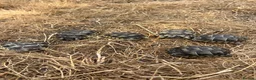 Tortoise reptiles for sale: Uk Bred Spur thighed tortoises  - Advert 3