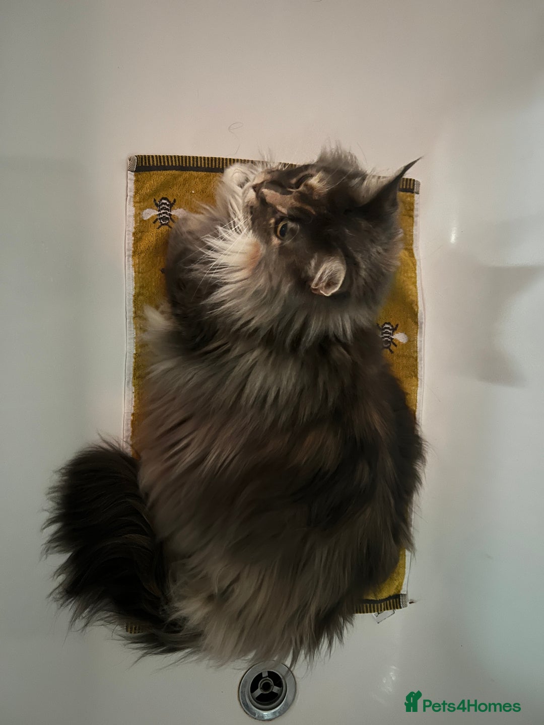 Maine Coon cats for sale: Pedigree registered female maine coon for sale - Advert 14