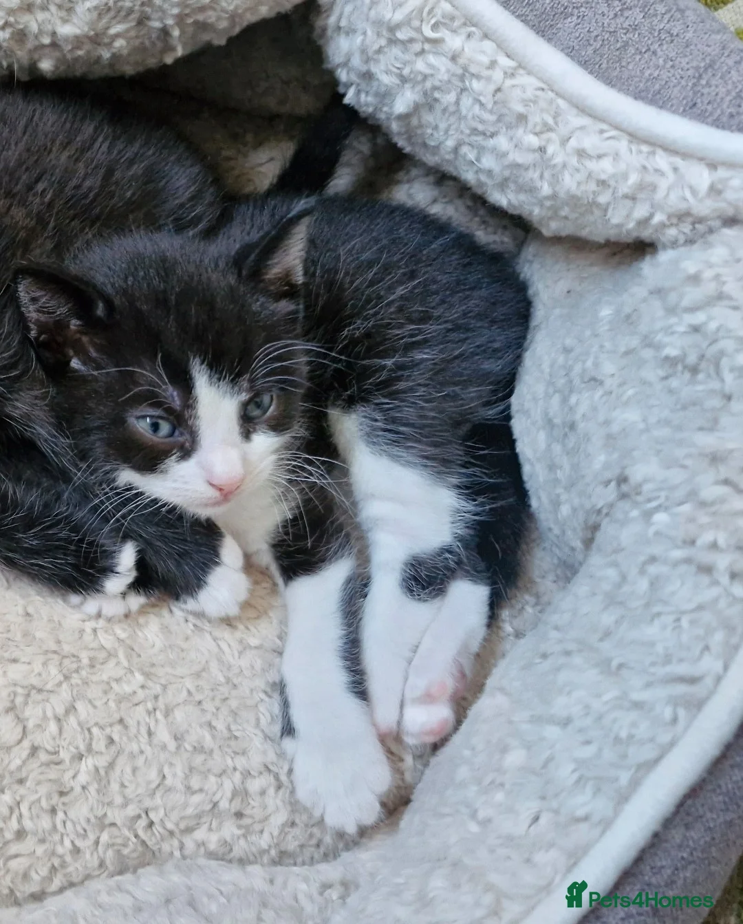Mixed Breed cats for sale: Kittens black and white - Advert 8