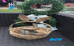 Mixed Breed rabbits for sale: 3 baby rabbits looking for their forever homes - Image 4