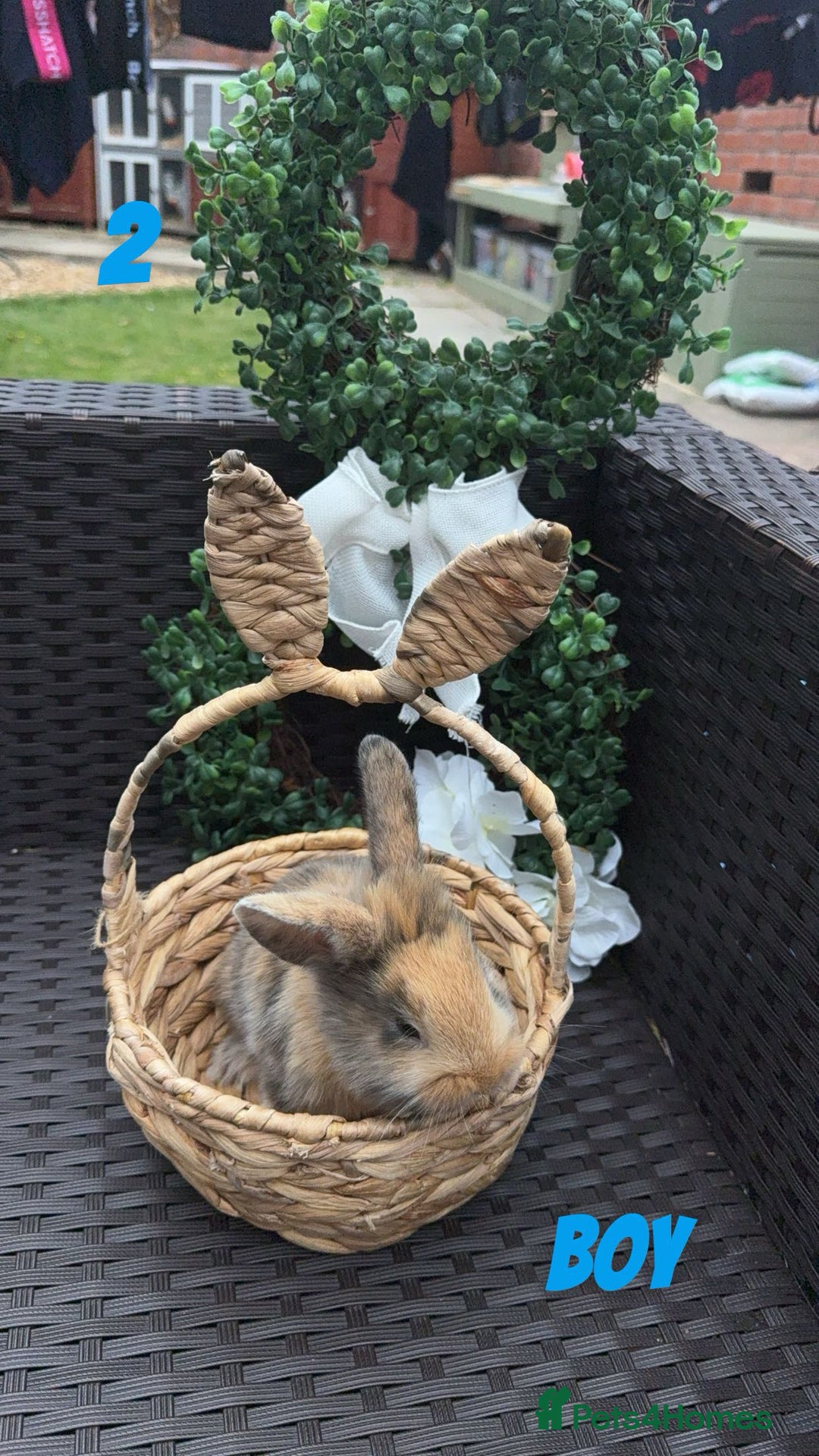 Mixed Breed rabbits for sale: 3 baby rabbits looking for their forever homes - Image 4