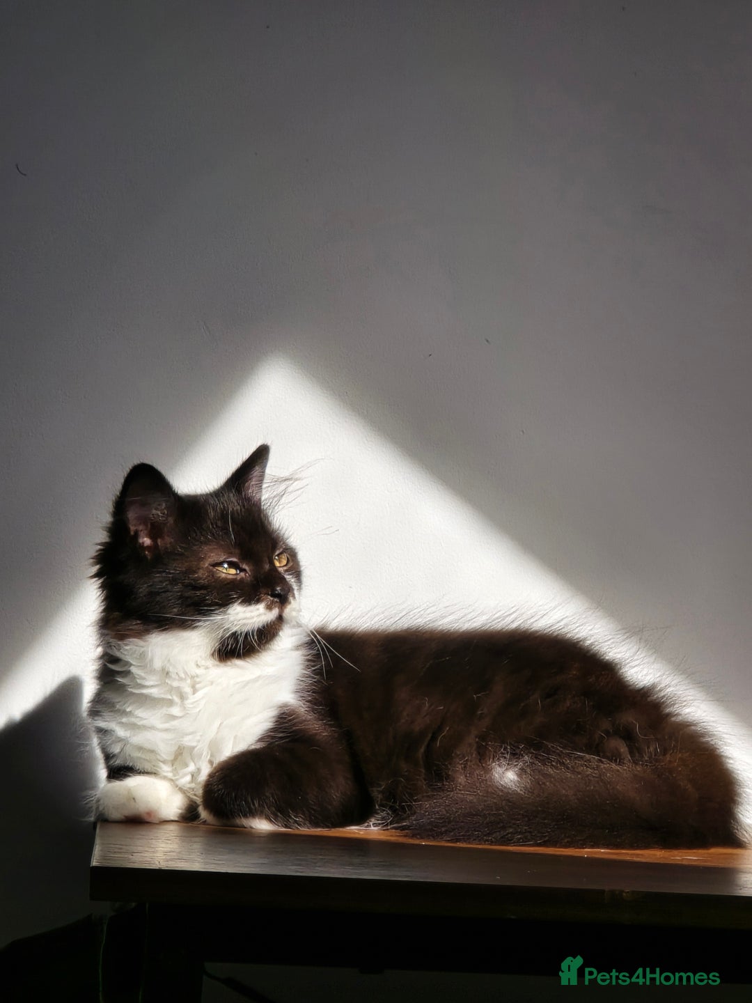 British Longhair cats for sale: British Long Hair Male kittens ( only 1 left) - Advert 5