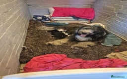 Mixed Breed dogs for sale: OES/ Golden Oldie Cross - Image 4