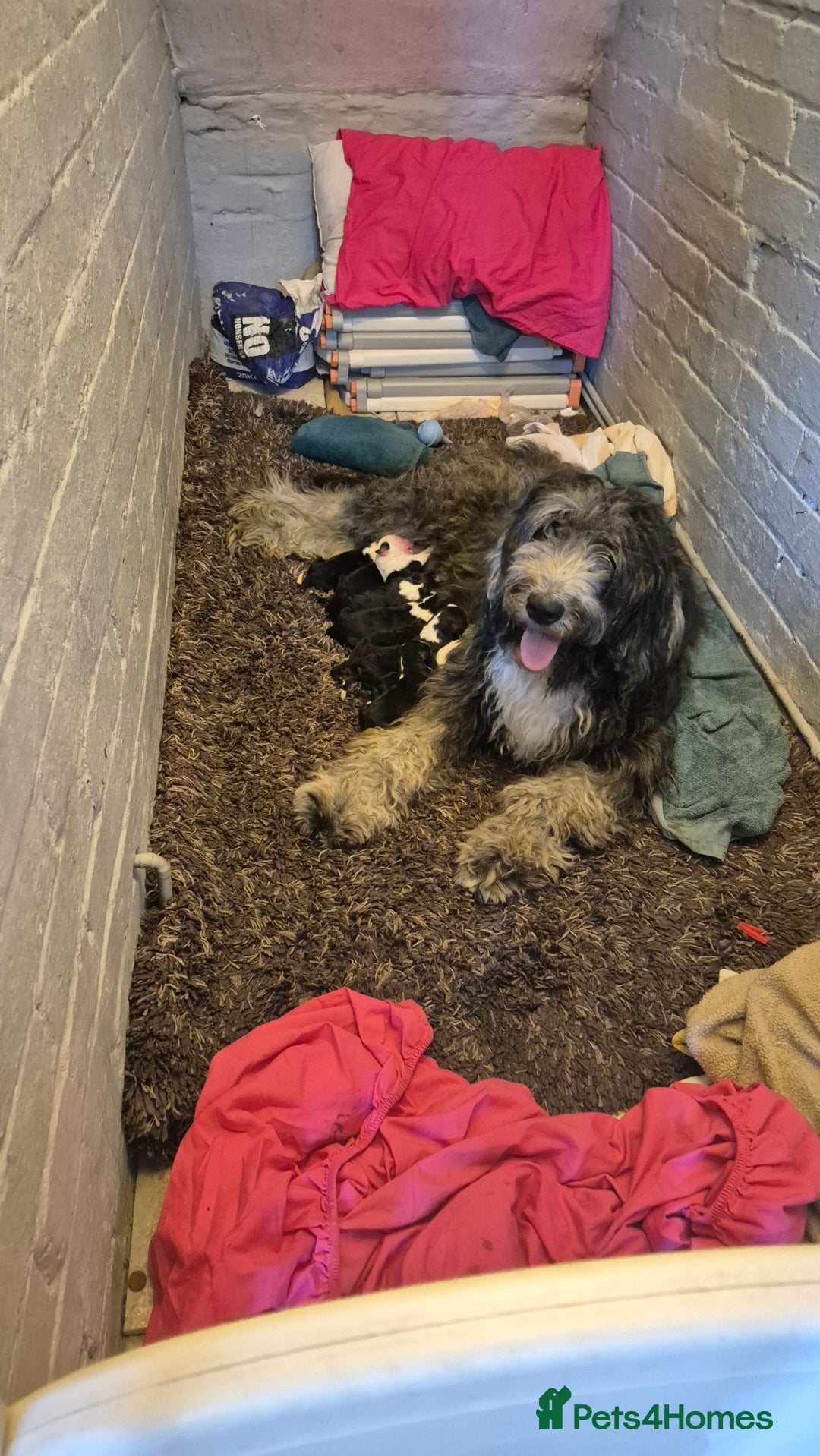 Mixed Breed dogs for sale: OES/ Golden Oldie Cross - Image 4