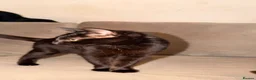 British Shorthair cats for sale: Beautiful kittens needing new home  in Arundel - Advert 2