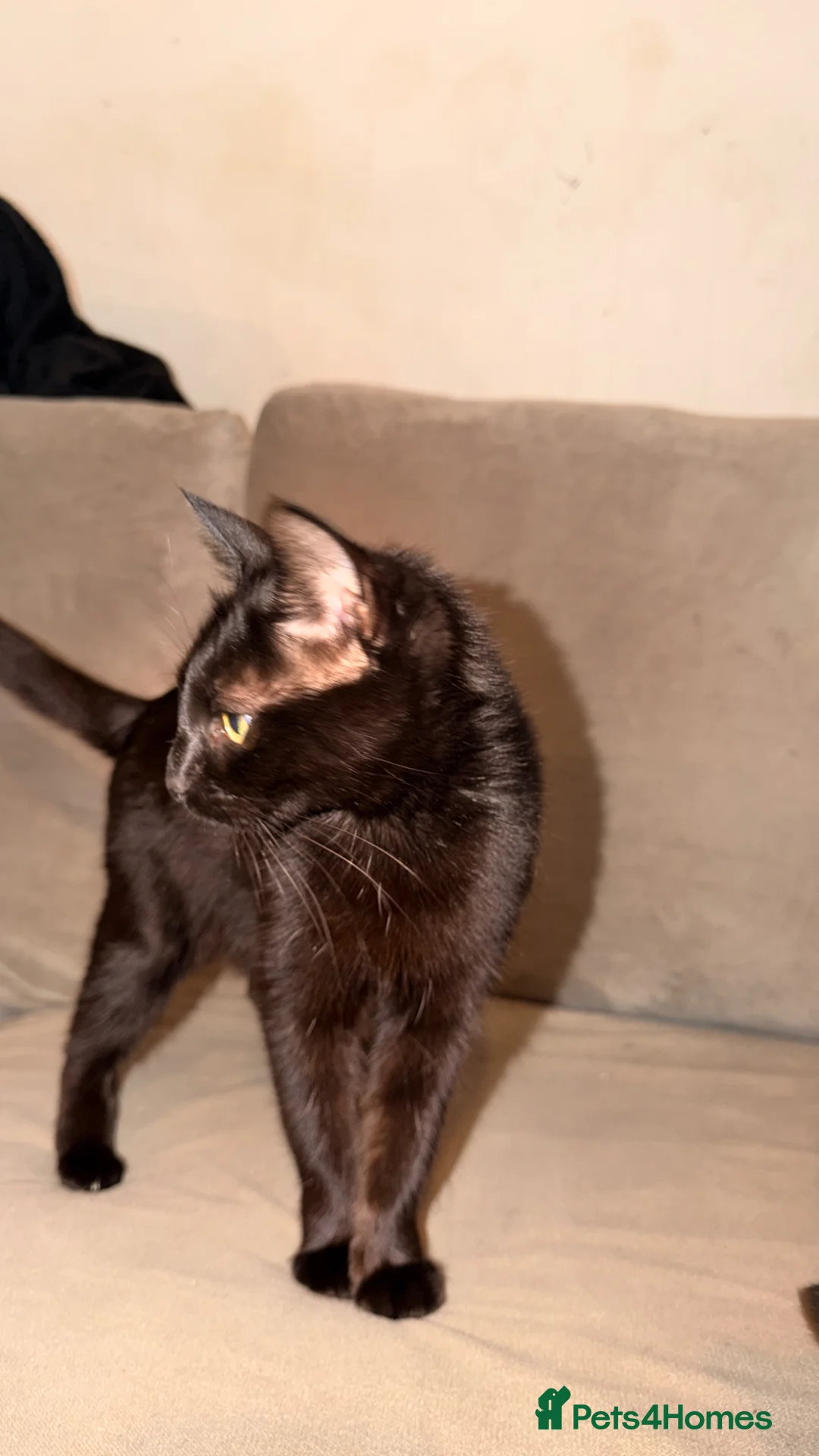 British Shorthair cats for sale: Beautiful kittens needing new home  in Arundel - Advert 2