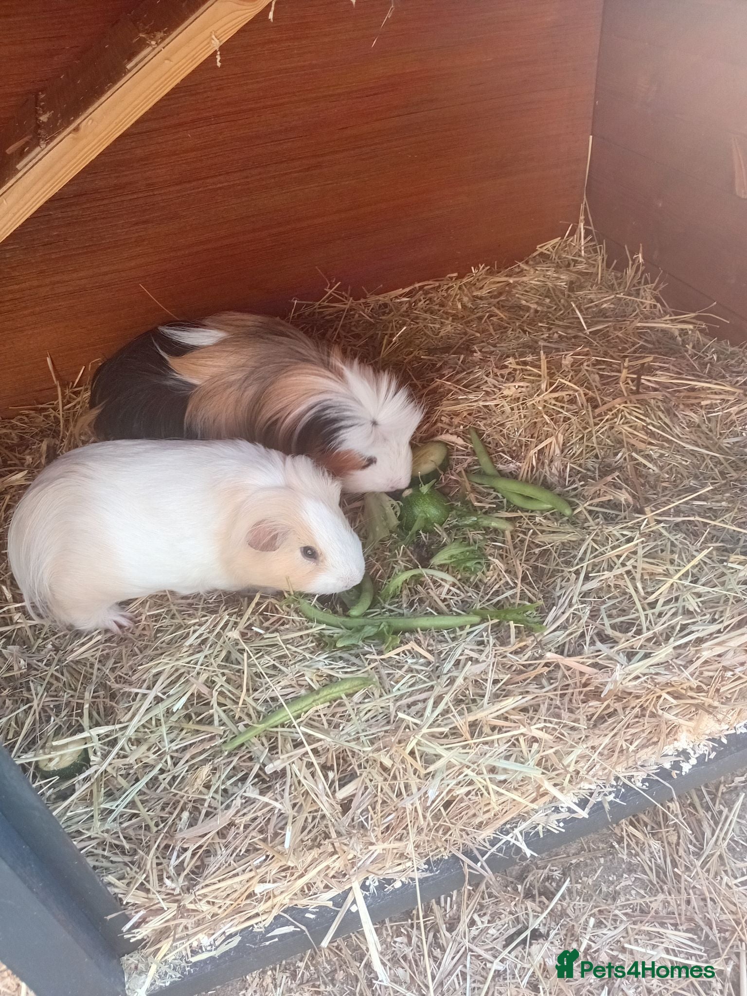 Guinea Pig rodents Two male guinea pigs for sale - Advert 2