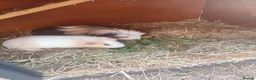 Guinea Pig rodents for sale: Two male guinea pigs for sale in Manchester - Advert 1