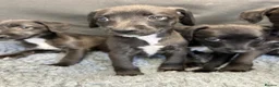 Mixed Breed dogs for sale: BEDDY  WHIPPET PUPS - Advert 20