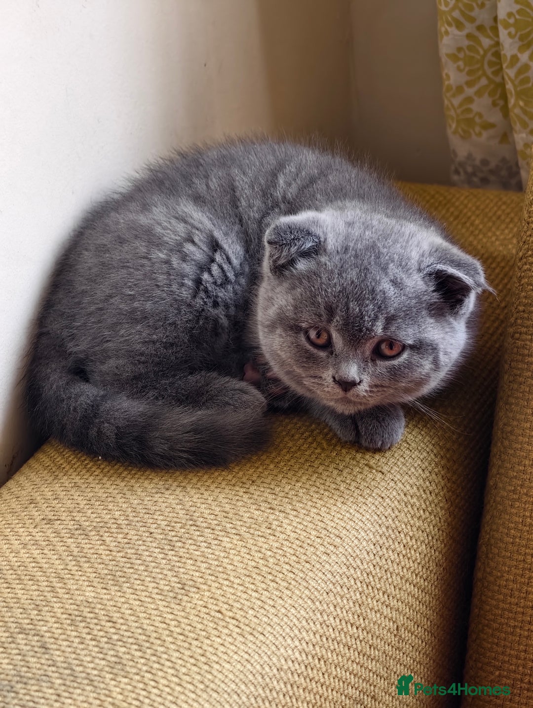 Scottish Fold cats for sale: 4 lovely kittens looking for new family  - Image 28