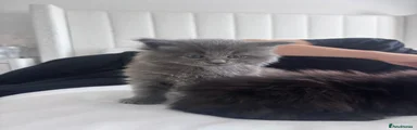 Magical Maine Coon 3