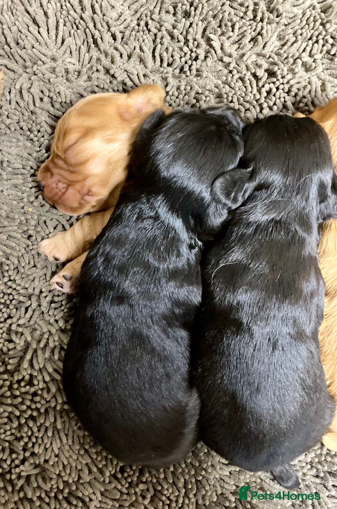 Cocker Spaniel dogs for sale: Working cocker spaniel pups - Advert 3