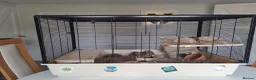 Mouse rodents for sale: Bonded female fancy mice - Advert 5