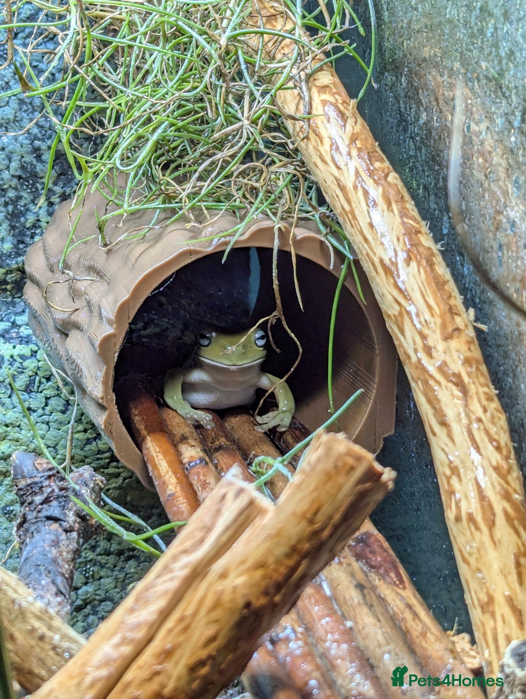 Frog reptiles for sale: Red-Eyed Tree Frogs / White's Tree Frogs for sale - Advert 3